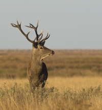 Ciervo comn ('Cervus elaphus')