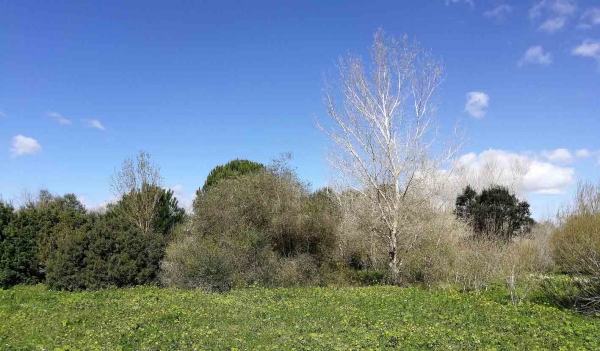 Plantaciones con diversas especies arbóreas en el Corredor Verde del  Guadiamar (foto: T. Marañón).