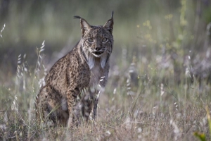 Lince ibérico. Foto de Jorge Paniagua Risueño