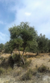 The wild olive genome accounts for high oleic acid concentrations in olives