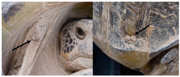 Soft ticks parasitizing a Bolson tortoise