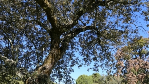 Encina de una dehesa situada en Córdoba.