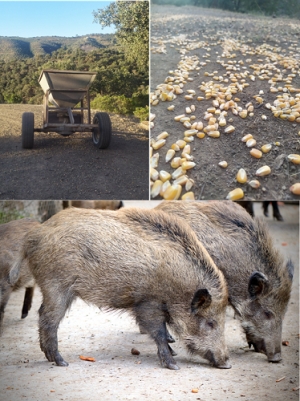 Abonadora de maíz  y jabalíes en un coto de caza comiendo maíz