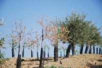 La sanidad vegetal cuenta con una nueva normativa comunitaria