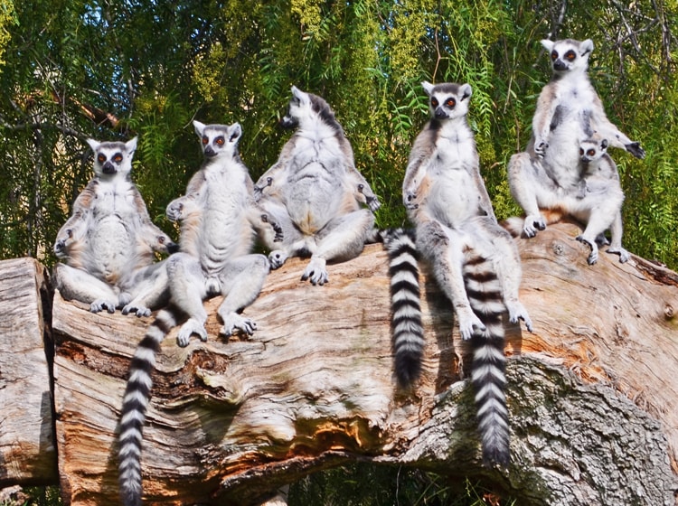 Lémures de cola anillada (imagen cedida por el Bioparc de Valencia)