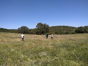 El equipo de investigación de la UCO e IFAPA recogiendo muestras de pasto y realizando mediciones de reflectancia con un espectro-radiómetro