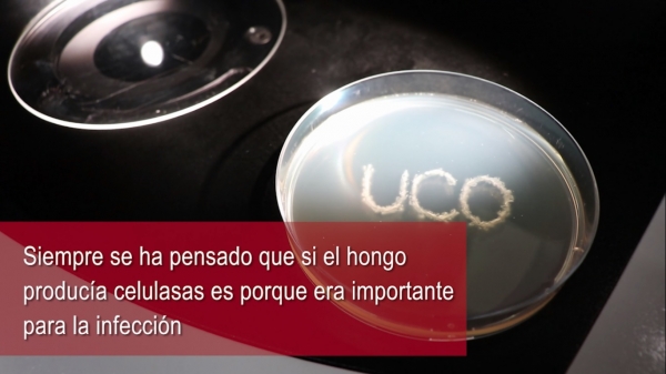 VÍDEO | Una investigación ofrece nuevas pistas sobre los mecanismos de infección de un hongo letal que afecta a más de 100 cultivos