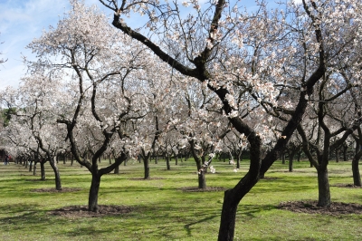 Plantación de almendros