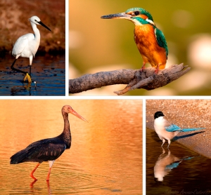 Diferentes especies de aves. Foto de Salvador Arenas-Castro